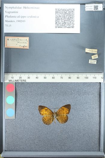 Media type: image;   Entomology 158928